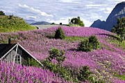 Норвежская деревушка Балестранн (Balestrand) утопает в цветах. // dailymail.co.uk