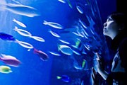 Аквариум станет новой достопримечательностью Евпатории. // Kohei Hara