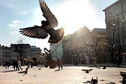 Голуби рекламируют Краков. // AG / Tomasz Wiech