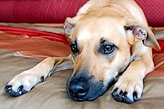 Постояльцам в отеле обеспечат комфортный отдых. // hotelsoftherichandfamous.com