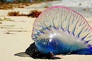 Физалии - красивые, но опасные. // oceanology.ru