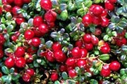 Вологодская область богата клюквой. // healthfoodmadeeasy.com