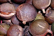Орех макадамия очень полезен и по вкусу напоминает фундук. // yakhnov.ru