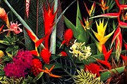 Растениями теперь можно полюбоваться и ночью. // highlandheliconia.com