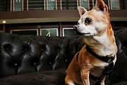 Отели предпочитают небольших собак. // time.com