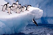 Антарктида – царство пингвинов и вечных льдов. // iStockphoto