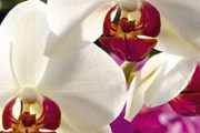 В рамках фестиваля тропического леса пройдет выставка орхидей. // kew.org
