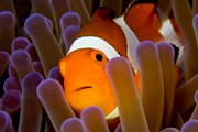 Здесь произрастают большие колонии кораллов. // iStockphoto