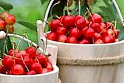 Ловран приглашает на праздник вишни. // liburniablog.wordpress.com