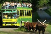 Зоосафари готовится к открытию. // zoodvurkralove.cz