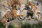 Зоопарк - один из крупнейших в Европе экологических центров. // dublinzoo.ie