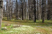 Ливан предлагает провести отпуск среди кедров. // trekkinglebanon.com