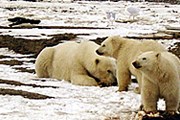Парк "Русская Арктика" открылся в 2011 году. // nvo.ng.ru