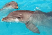 Дельфины нуждаются в спасении. // worldwildlife.org