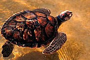 Морские черепахи откладывают яйца на пляжах отеля. // wwf.panda.org