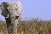 Браконьеры охотятся на слонов ради бивней. // ecology.com