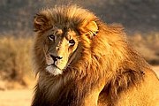 Парк львов появится в Крыму. // tvigle.ru