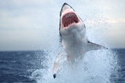 В акваторию Приморья пришли акулы. // nationalgeographic.com