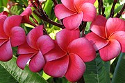 Цветочное шоу пройдет с 7 по 14 апреля. // flowersphotoblog.blogspot.com