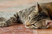 За кормление бездомных животных грозит штраф. // iStockphoto / cringuette