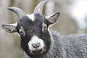 "Маленький Скансен" – контактный зоопарк для детей. // skansen.se