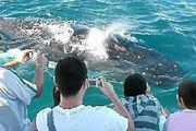Туристам нравятся киты. // frasercoastchronicle.com.au