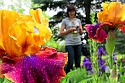 Посетители увидят разнообразные сорта цветов. // flowerlib.ru