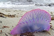 Выброшенная на берег сифонофора по-прежнему опасна. // zoopicture.ru