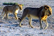 Сафари - "визитная карточка" Намибии. // Travel.ru