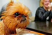 В рестораны все чаще пускают с животными. // allaboutdogsandcats.com