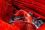 Аквариум станет одним из самых больших в мире. // antalyaaquarium.com