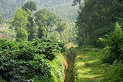 Лес заповедника Ариппа // keralatravels.com