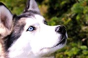 Лучше узнать сибирских хаски можно будет на празднике в Костроме. // stuffpoint.com