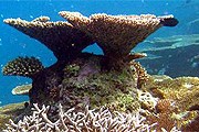Фрагмент искусственного рифа отеля. // anantara.com