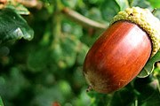 В зоопарке просят собирать желуди. // englishcountrywalks.com