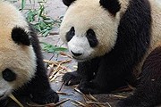 Тянь-Тянь и Ян-Гуан награждены за то, что они такие милые. // dailywhat.org.uk