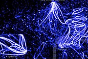 Фрагмент электронной карты веломаршрутов Лондона. // newscientist.com