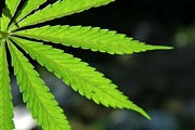 На ярмарке будут представлены товары из конопли. // minddisorders.com