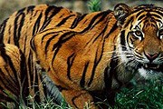 Бенгальские тигры в безопасности. // zoologist.ru