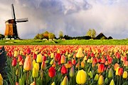 Участникам нужно будет угадать число тюльпанов. // tripsite.com