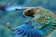 В павильоне поселятся попугаи разных видов. // keaconservation.co.nz