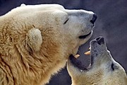 Пражский зоопарк работает бесплатно. // kids.aol.com