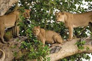 Туристы смогут лишь смотреть на диких животных. // classicafrica.com
