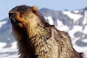День сурка отметят в Нижнем Новгороде. // marmota.ru