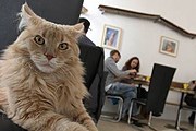 Открытие кафе спонсировали сами лондонцы. // independent.co.uk