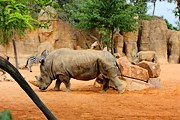 В парке полностью воссоздана естественная среда обитания животных. // Travel.ru