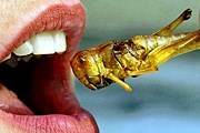 Насекомые - полезнее мяса и рыбы. // wikipedia.org