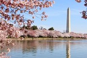 Пик цветения сакуры придется на период с 26 по 30 марта. // nationalcherryblossomfestival.org