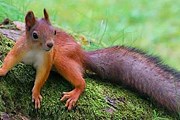 В Александровском саду появятся белки. // zoofayna.ru