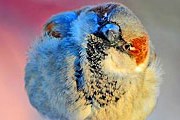 Гости праздника прослушают лекцию о птицах. // birdphoto.ru